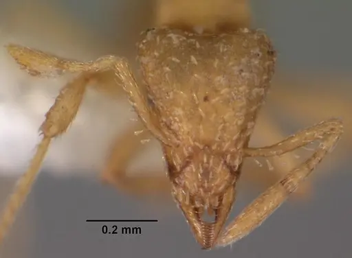 Strumigenys tathula - CASENT0102259