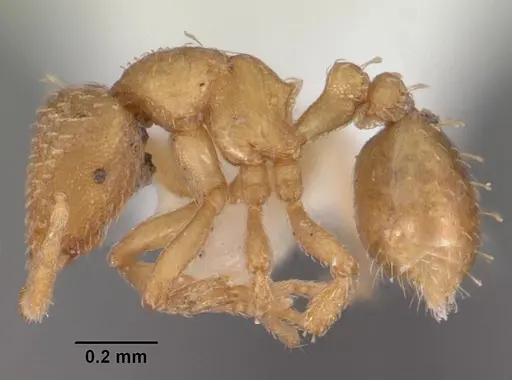 Strumigenys tathula - CASENT0102259