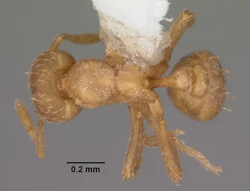 Strumigenys tathula - CASENT0102260