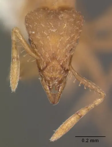 Strumigenys tathula - CASENT0102260