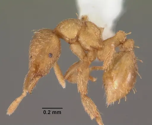 Strumigenys tathula - CASENT0102260