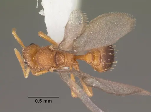 Strumigenys tathula - CASENT0102261