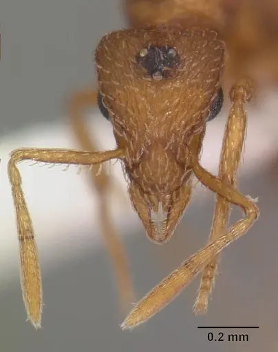 Strumigenys tathula - CASENT0102261