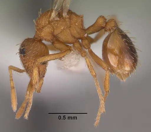 Strumigenys tathula - CASENT0102261