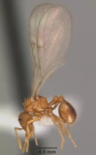 Strumigenys tathula - CASENT0102261