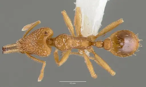 Strumigenys tegar specimen
