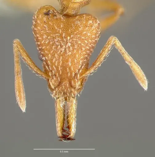 Strumigenys tegar specimen