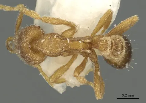 Strumigenys tenitecta specimen