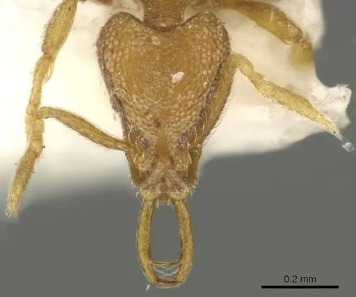 Strumigenys tenitecta specimen