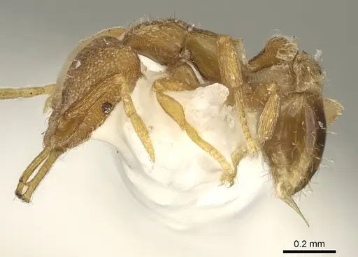 Strumigenys tenitecta specimen