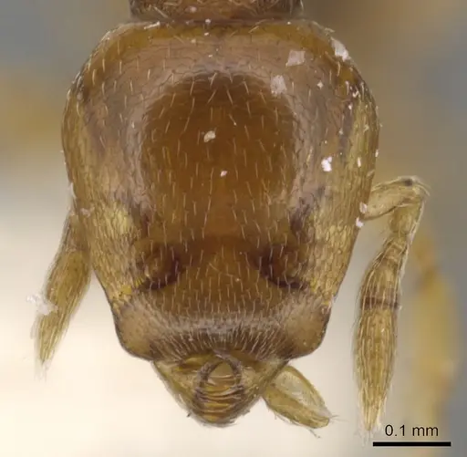 Strumigenys teratrix specimen