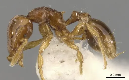 Strumigenys teratrix specimen