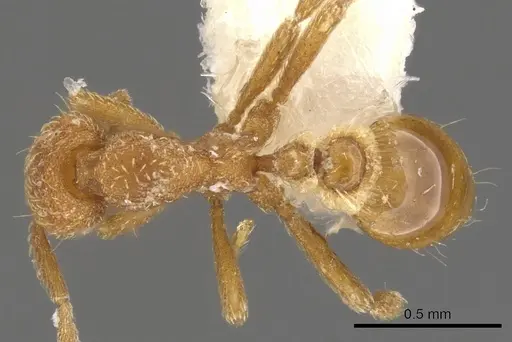 Strumigenys terayamai specimen