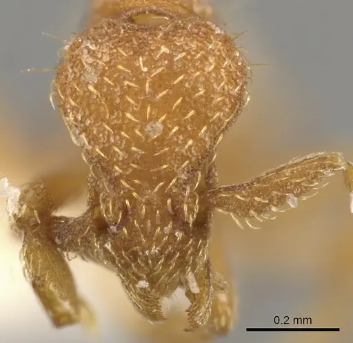 Strumigenys terayamai specimen