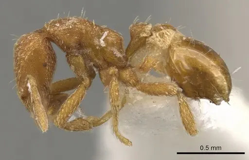 Strumigenys terayamai specimen