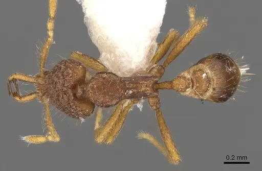 Strumigenys tetra specimen