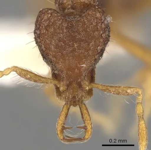 Strumigenys tetra specimen