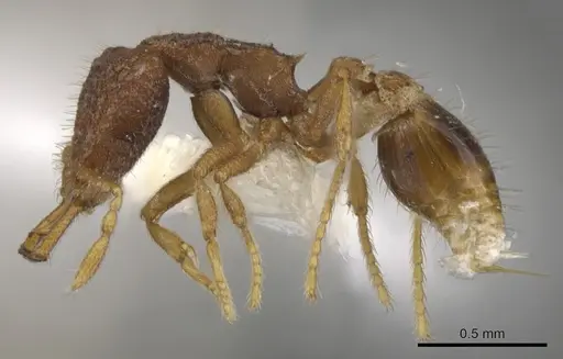 Strumigenys tetra specimen