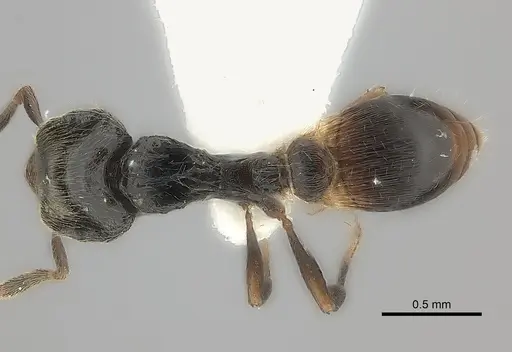 Strumigenys tetragnatha specimen