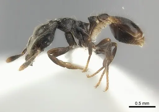 Strumigenys tetragnatha specimen