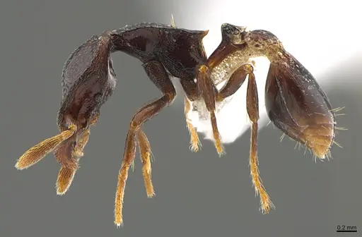 Strumigenys tetragnatha - CASENT0845060