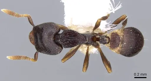 Strumigenys tetragnatha - CASENT0914725