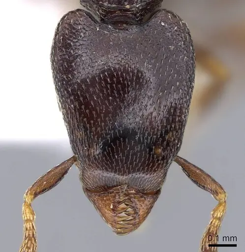 Strumigenys tetragnatha - CASENT0914725