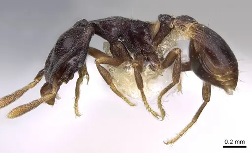 Strumigenys tetragnatha - CASENT0914725