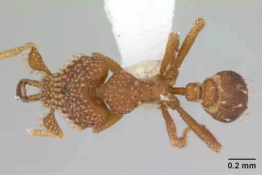 Strumigenys tetraphanes specimen