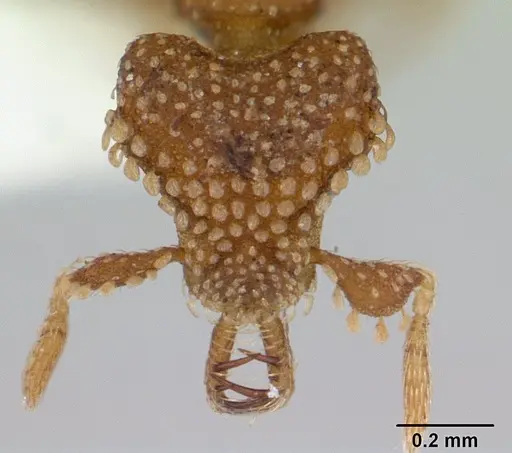 Strumigenys tetraphanes specimen