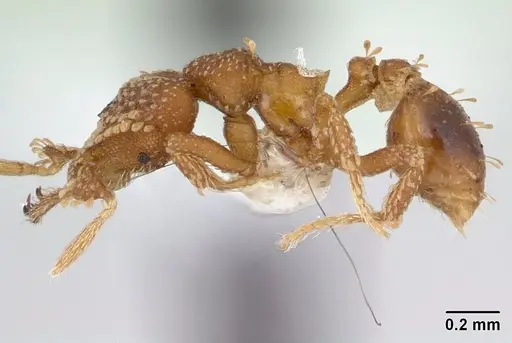 Strumigenys tetraphanes specimen