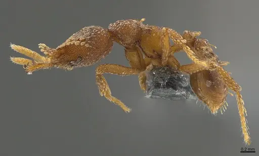 Strumigenys tetraphanes - CASENT0355705