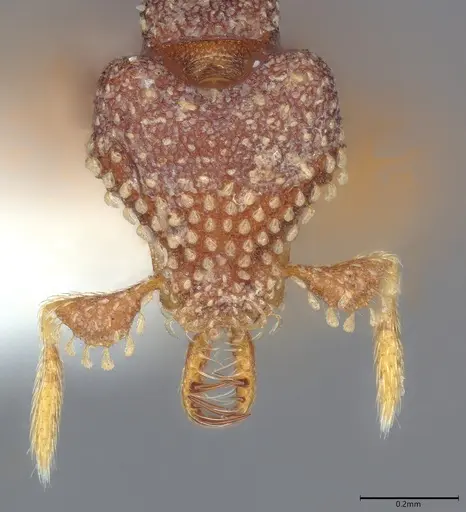 Strumigenys tetraphanes - CASENT0763707