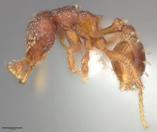 Strumigenys tetraphanes - CASENT0763707