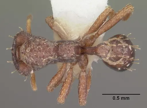 Strumigenys theia specimen