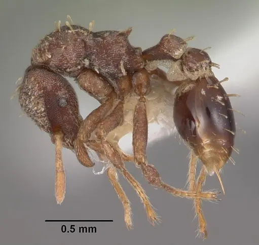 Strumigenys theia specimen