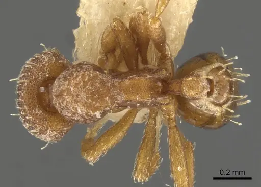 Strumigenys themis specimen