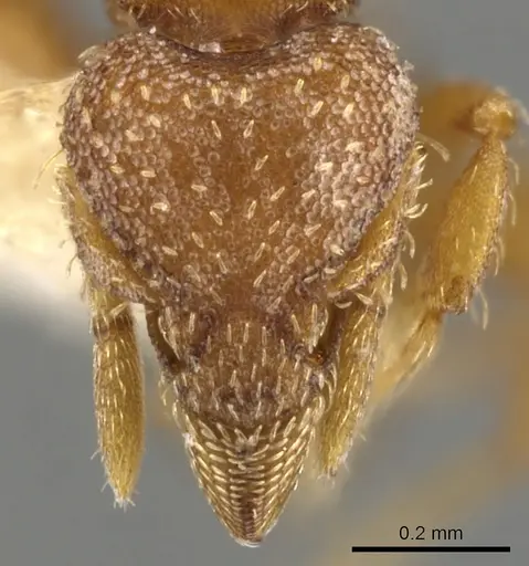 Strumigenys themis specimen