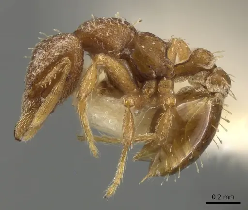 Strumigenys themis specimen