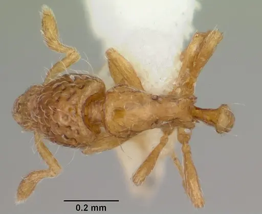 Strumigenys thuvida specimen