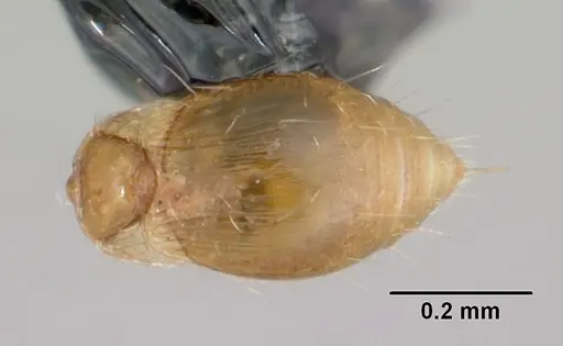 Strumigenys thuvida specimen