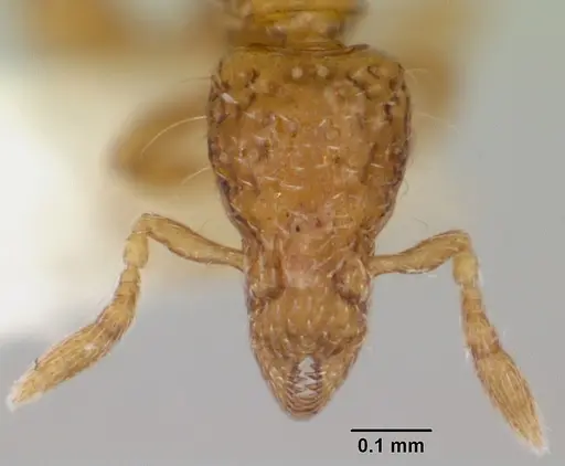 Strumigenys thuvida specimen