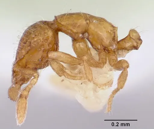 Strumigenys thuvida - CASENT0102592