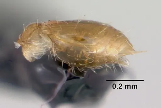 Strumigenys thuvida - CASENT0102592