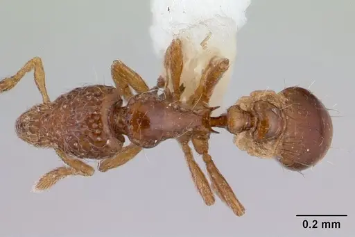 Strumigenys thuvida - CASENT0178323