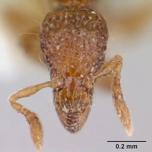 Strumigenys thuvida - CASENT0178323