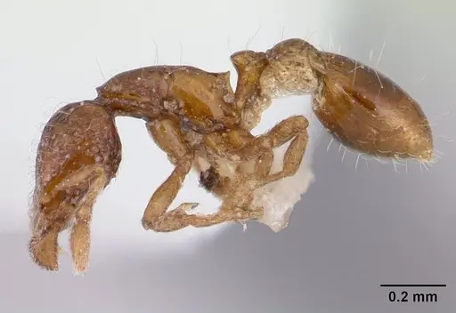 Strumigenys thuvida - CASENT0178323