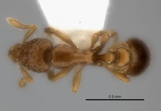 Strumigenys thuvida - CASENT0217188