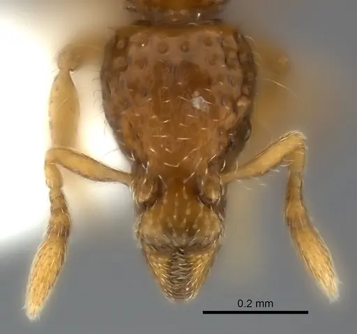 Strumigenys thuvida - CASENT0217188