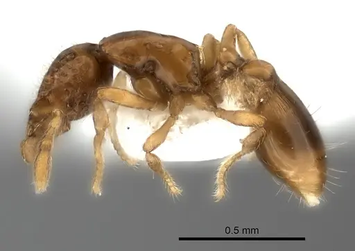 Strumigenys thuvida - CASENT0217188